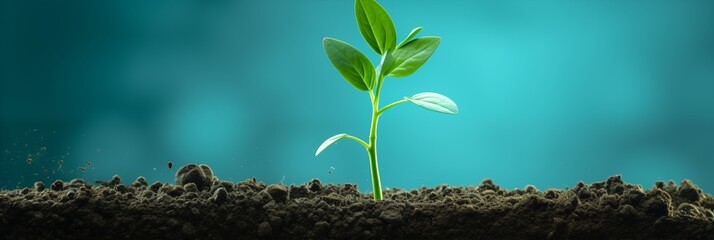 Young sprouting plant emerging from soil symbolizing growth and