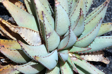 Aloe caviflara - 781173258
