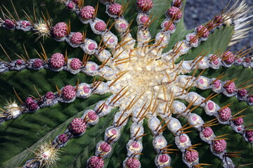 ferocactus histrix