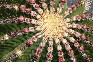 ferocactus histrix - 781173495