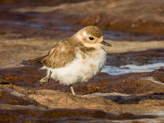 Double-banded Plover in New South Wales, Australia