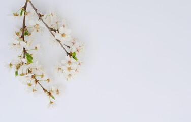 Branch of a flowering tree,,flowers on a white background.Top view, place for text, background, copy, postcard