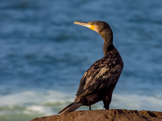Great Cormorant in New South Wales, Australia