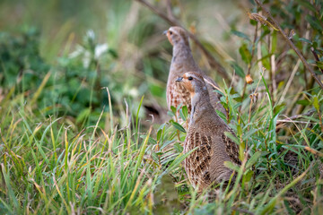 Partridges in a spring meadow