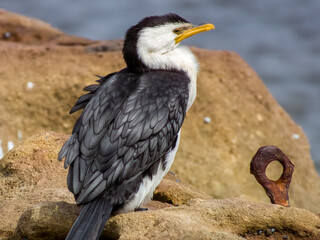 Little Pied Cormorant in New South Wales, Australia
