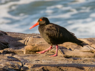 Sooty Oystercatcher in New South Wales, Australia