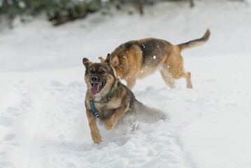 Closeup of playful Tamaskan Dogs running in snow with tongue out in winter