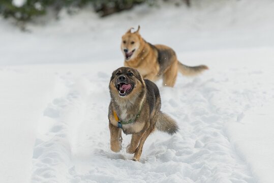 Closeup of playful Tamaskan Dogs running in snow with tongue out in winter