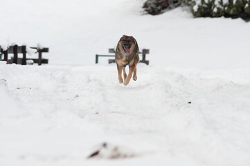 Playful Tamaskan Dog running in snow with its tongue out in winter