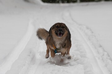 Closeup of a playful Tamaskan Dog running in snow with its tongue out in winter