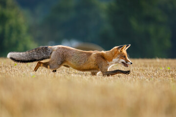 Hunting fox. Young red fox, Vulpes vulpes, creeps on stubble and hunts voles. Fox cub sniffs on...