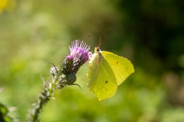 Macro shot of a Common brimstone standing on a purple thistle flower