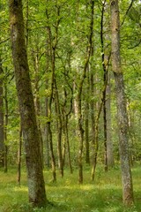 Vertical shot of tree trunks and green grass in a quiet summer forest