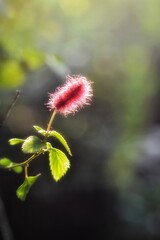 Closeup vertical shot of the Akalifa fox tail hanging from the branch