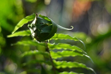 Closeup of green leaves of fern plant in a knot in sunlight