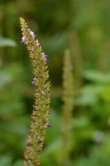 Vertical closeup of an American germander growing on a green blurry background