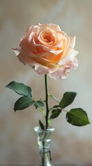 single rose on the wall background