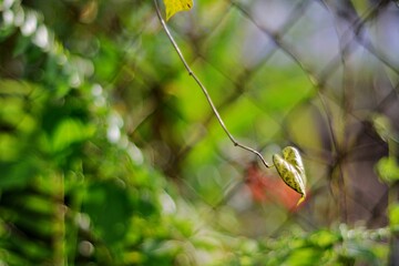 Leaf growing on a chain link fence.