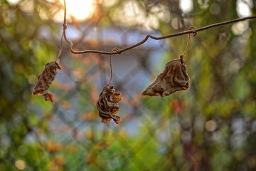 Closeup shot of dried leaves on a fence.