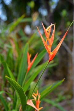 Vertical shot of a heliconia psittacorum plant in the garden.