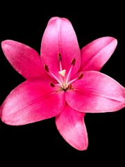 Vertical shot of a pink lily flower isolated on a black background