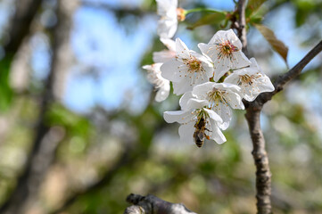 Bee collecting pollen from white flowers of sour cherry. Blooming sour cherry tree in orchard. Prunus cerasus.