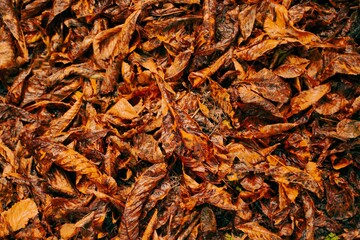 Background of fallen wet, autumn leaves