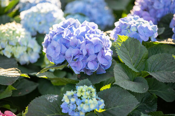 white - purple hydrangea in the garden - 781178045