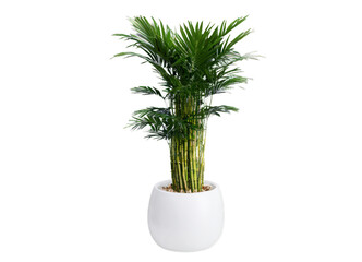 Obraz premium a plant in a white pot on transparent background