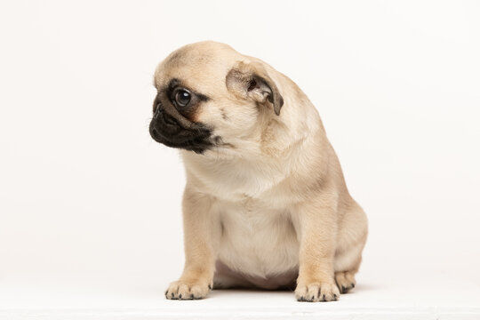 pug puppy on white background