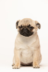 pug puppy on white background