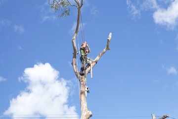 Arborist 3