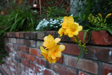 Closeup of pretty yellow Freesia flowers