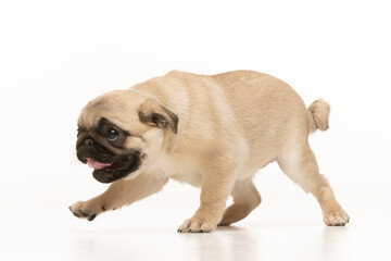 pug puppy on white background