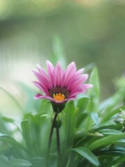 Vertical shot of a treasure flower blossoming in the garden