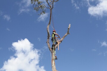 Arborist 2