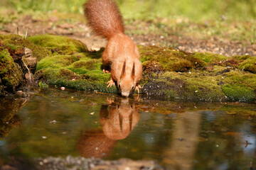 squirrel in the park