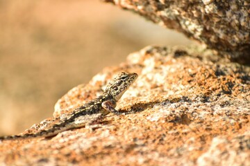 Sand gecko or Stenodactylus petrii on a stone