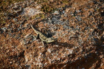 Closeup of an ornate crevice-dragon perched on a stone