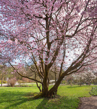 blooming cherry tree at springtime, light pink blossoms