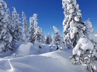 Beautiful view of snow-covered trees in the forest