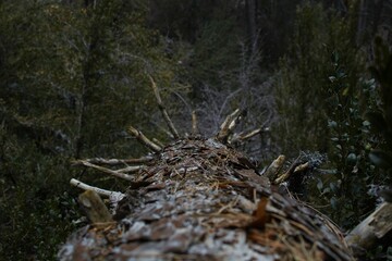Beautiful closeup of wooden texture