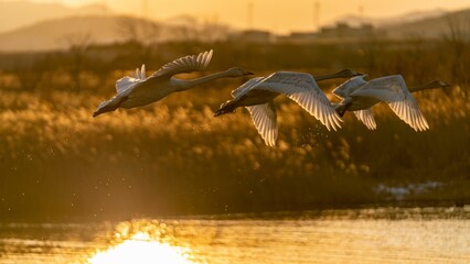 Flock of swans flying over a lake with the golden sunset reflected in the waters
