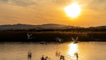 Flock of swans flying over a lake with the golden sunset reflected in the waters