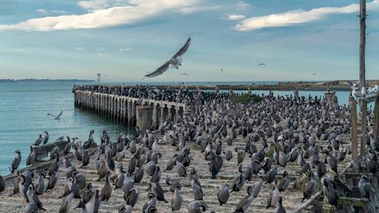 Scenic view of a huge flock of birds standing on a wooden pier