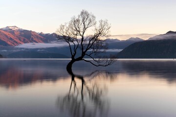 Closeup silhouette of a tree in a beautiful calm lake in the mountains in New Zealand