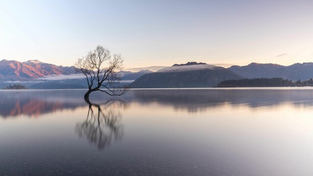 Breathtaking view of a tree in a calm blue lake during sunset in New Zealand