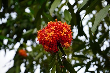 Closeup shot of the delicate Ashoka tree flowers (Saraca asoca) on the blurred background