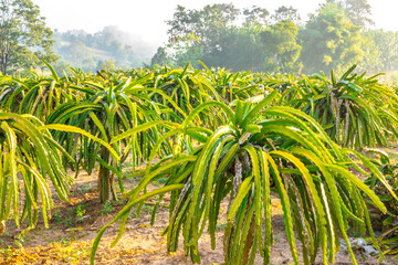 The dragon fruit tree in the agriculture farm in Thailand, plantation dragon fruit in thailand fruit orchard outdoor natural.