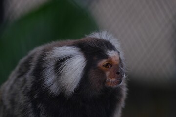 Closeup shot of a cute common marmoset (Callithrix jacchus)